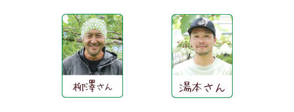 朝採り葡萄 種なし巨峰 連携農家