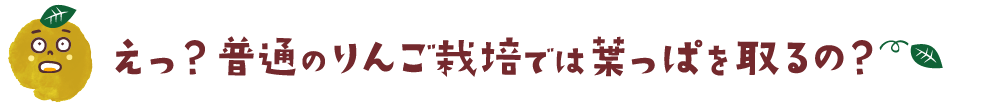 普通のりんご栽培では葉っぱを取るの？