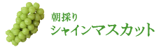 シャインマスカット