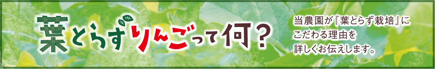 葉とらずりんごって何？「葉とらず栽培」にこだわる理由を詳しくお伝えします