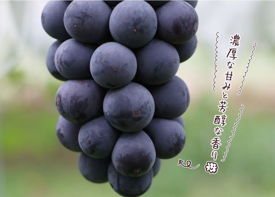 itemfeature_kyoho-yana2.png?ver=20240801